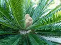 Macrozamia moorei の"雌花"
