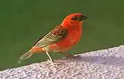 ディエゴガルシア島のベニノジコ（英語版）（紅野路子、Foudia madagascariensis）♂、2007年