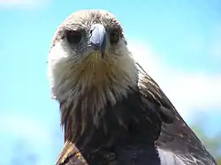 マダガスカルウミワシ