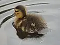 マガモのヒナ（斜め後方）