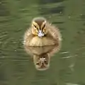 マガモのヒナ（真正面）