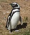 マゼランペンギンS. magellanicus
