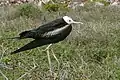 幼鳥（ガラパゴス諸島）