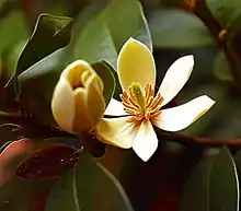 Michelia alba (Campii)