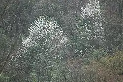西ヶ嶽山麓のタムシバの高木