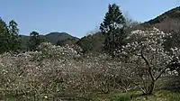 椛のシデコブシ自生地（国の天然記念物）