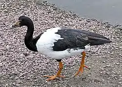 カササギガンAnseranas semipalmata（カササギガン科）
