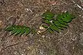 Mahonia nervosa
