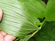葉裏の脈上に短毛が生える。福島県会津駒ヶ岳