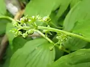 雌花序。秋田県秋田駒ヶ岳