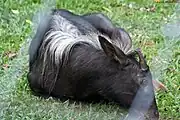 スマトラカモシカ