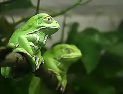 ソバージュネコメガエル