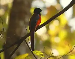 インドキヌバネドリ