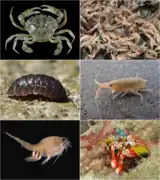 軟甲類
