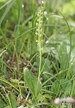 ホザキイチヨウラン、赤石山脈の亜高山帯、静岡県静岡市にて、2022年7月21日撮影