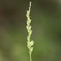 果実は蒴果で倒頭形、直立し、梗がある