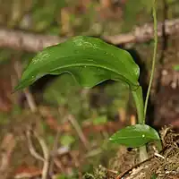 葉は広卵形で基部は茎を抱く、ふつうは1枚で根生する