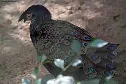 エボシコクジャク