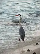 アオサギ