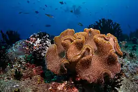 サンゴ
