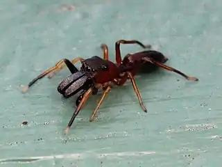 タイリクアリグモのオス。発達した鋏角を正面から突き出す。