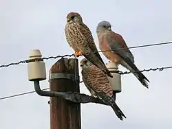 ヒメチョウゲンボウ