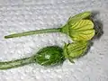 横から見たスイカの雄花（上）と雌花（下）