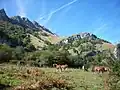 アララール山地に生息する野生のウマ