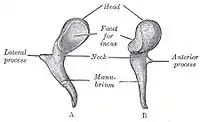ヒトのツチ骨
* Head:ツチ骨頭
* Neck:ツチ骨頚
* Lateral process:外側突起
* Anterior process:前突起
* Manubrium:ツチ骨柄