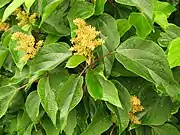 雌花(7月)