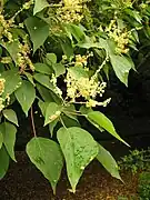 雄花(7月)