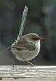 目の周囲が朱色の成鳥メスタスマニア亜種 M. c. cyaneus