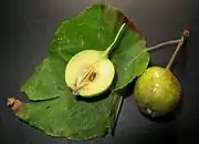 果実、先端に萼片が残る。