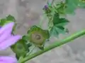 果実