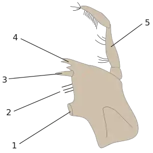 端脚類の大顎(5=大顎髭)