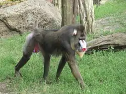 マンドリルのオス