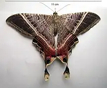 Mania lunus（ニセツバメガ科 Sematuridae）