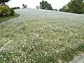花竜の道にあるネモフィラ