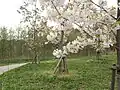 お花見ひろばの桜