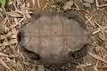 亜種ビルマムツアシガメの腹甲