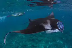 オニイトマキエイ