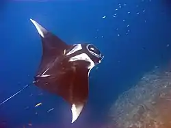 オニイトマキエイ