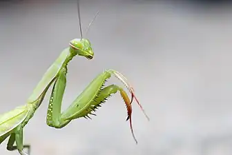 カマキリ