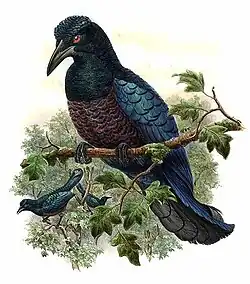 チヂレゲカラスフウチョウ