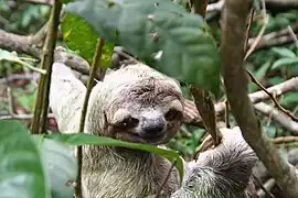 ナマケモノ