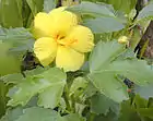 Hibiscus brackenridgei（ハワイ）