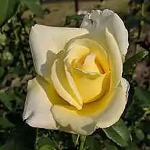 エリナ
