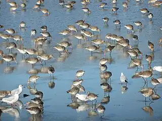 トレヴァリの塩田で越冬する鳥たち