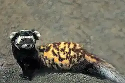 マダライタチ