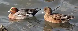 ヒドリガモ（左：オス、右：メス）、庄内川河口にて